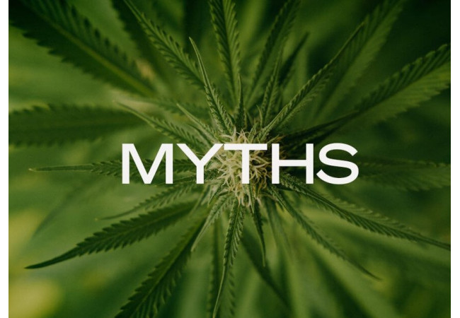 Top 7 myths about marijuana