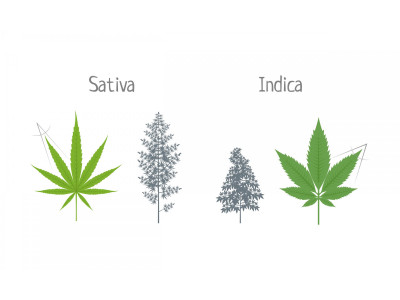 Sativa and indica - the main difference