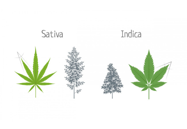 Sativa and indica - the main difference