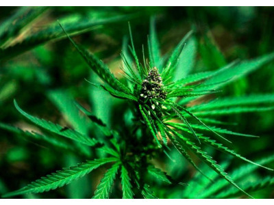 Popular marijuana mutations: TOP 6