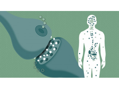 Effects of THC and CBD on the human endocannabinoid system