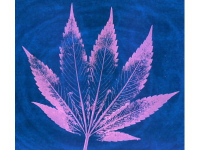 What determines the color of marijuana?