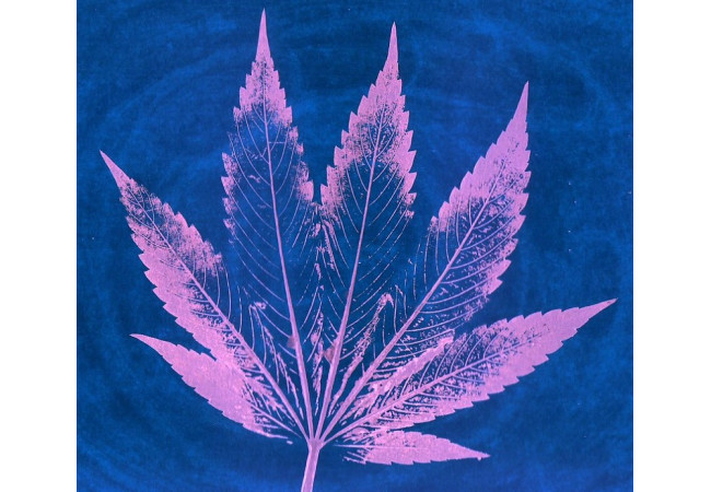 What determines the color of marijuana?