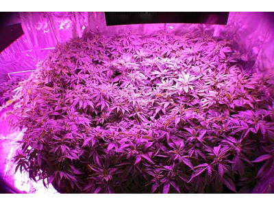 How to choose a growbox?