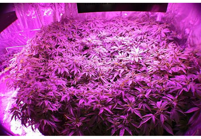 How to choose a growbox?