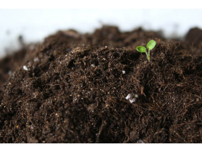 Choosing the right soil for marijuana