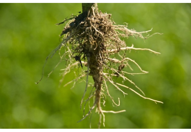 Cannabis root - research and use in traditional medicine