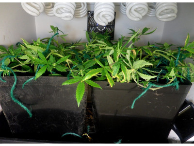 LST Method: Cannabis Stress Training