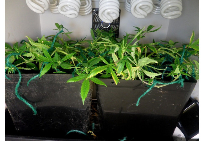 LST Method: Cannabis Stress Training