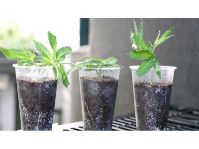 Cannabis cloning methods