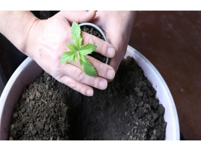 The principle of proper hemp transplantation