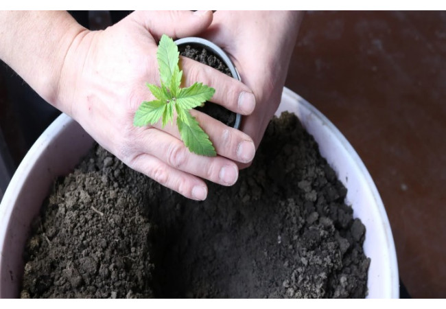 The principle of proper hemp transplantation