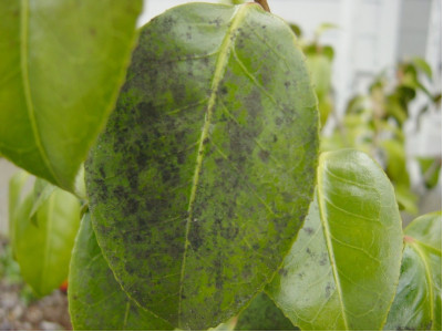 Best Ways to Get Rid of Plant Mold