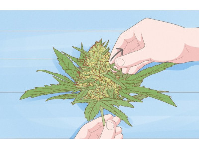 Types of curing marijuana