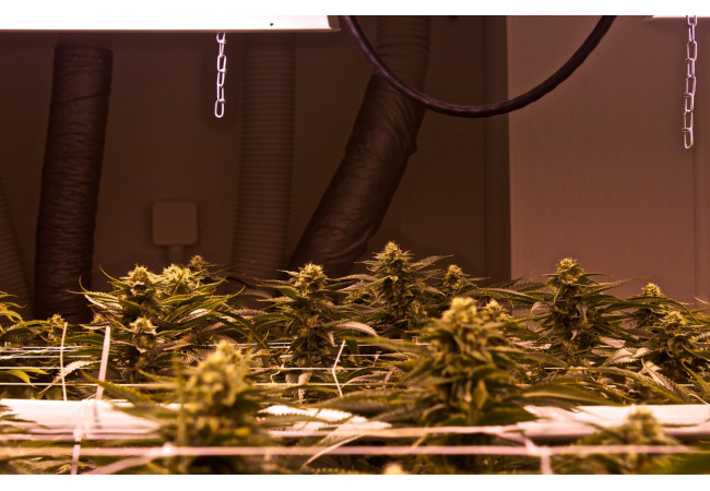 Scrog method - what are the advantages