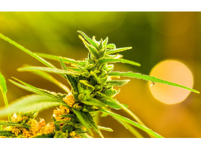 TOP 5 most powerful marijuana varieties in 2023