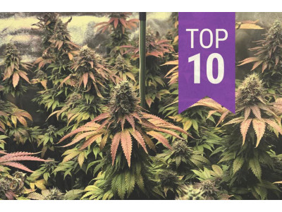 The funniest varieties of cannabis seeds by effects