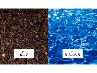 What is pH and its importance in growing cannabis