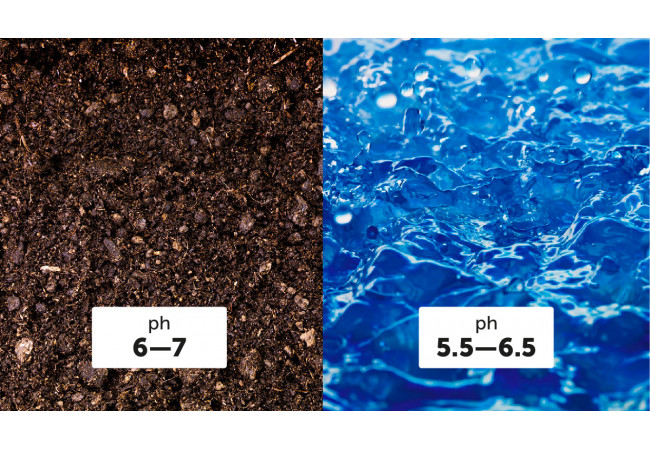 What is pH and its importance in growing cannabis