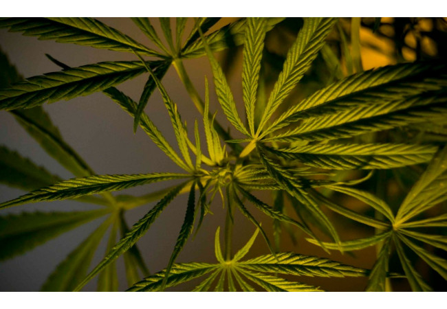 Marijuana Vegetation - Key Features