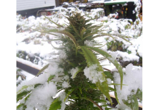 Features of growing hemp in winter